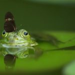 dream about a pet frog