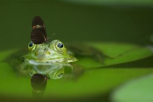 dream about a pet frog