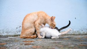 dream about cat giving birth